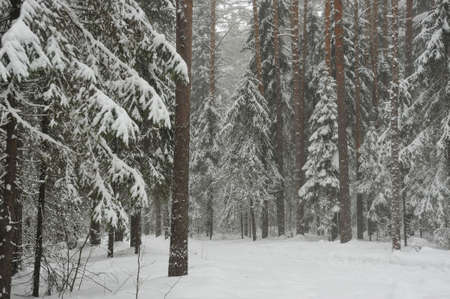 Trees in the wintery forest covered with huge snowcaps in time of the snowfallの写真素材