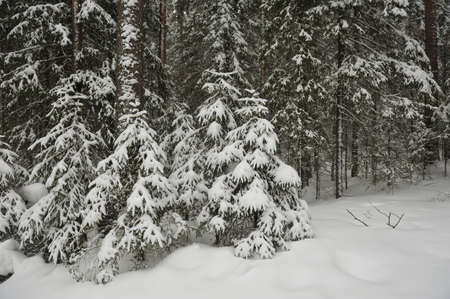 Trees in the wintery forest covered with huge snowcaps in time of the snowfallの写真素材