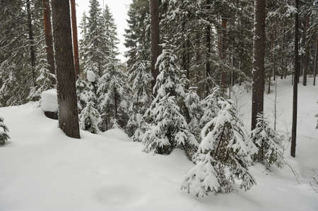 Trees in the wintery forest covered with huge snowcaps in time of the snowfallの写真素材