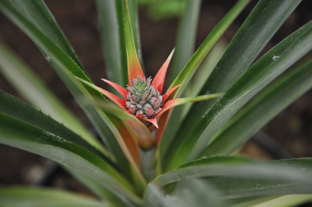 Close up photography of the pineapple blossom in the greenhouse.の写真素材