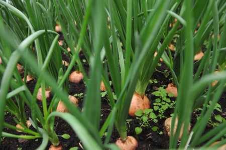 Sprouts of onion. Close up backgroundの写真素材