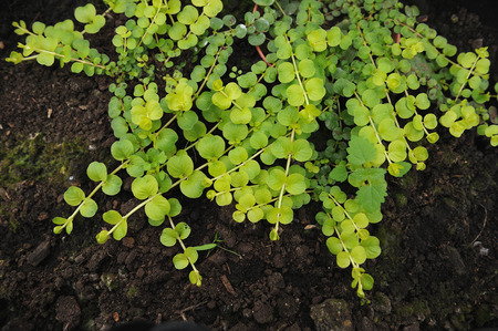 Creeping jenny (Lysimachia nummularia) is a species of flowering plant in the family Primulaceae.の写真素材