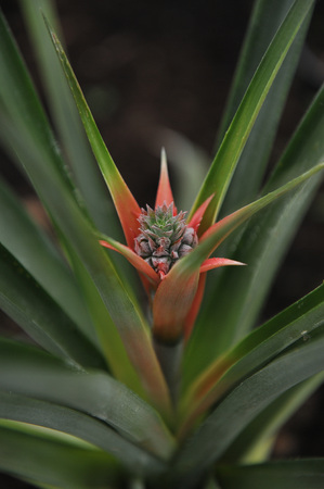 Close up photography of the pineapple blossom in the greenhouse.の写真素材