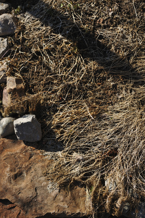 Dried grass and stones. Close up.の写真素材