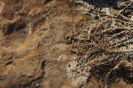 Dried grass and stones. Close up.の写真素材