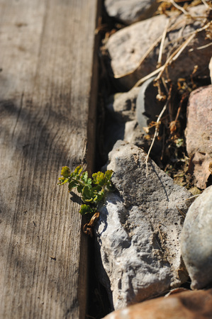 The green plant grows between the wooden sidewalk and the stone roadsideの写真素材