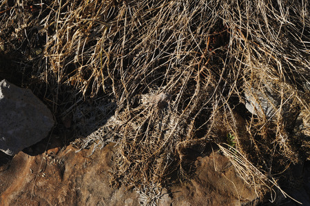 Dried grass and stones. Close up.の写真素材