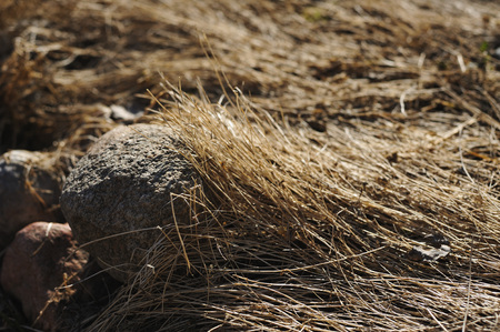 Dried grass and stones. Close up.の写真素材