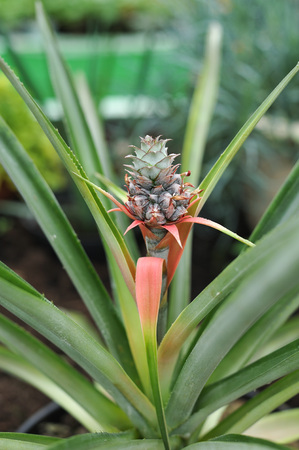 Close up photography of the pineapple blossom in the greenhouse.の写真素材