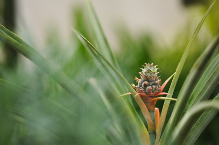 Close up photography of the pineapple blossom in the greenhouse.の写真素材