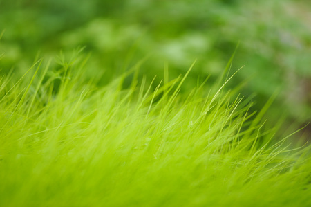 Fresh green pampas grass shoots. Cortaderia silver.の写真素材