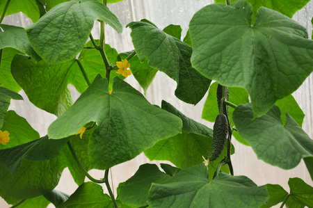 Fresh harvest in the greenhouse. Cucumber close up.の写真素材