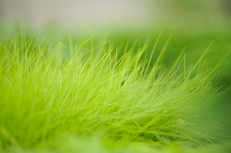 Fresh green pampas grass shoots. Cortaderia silver.の写真素材