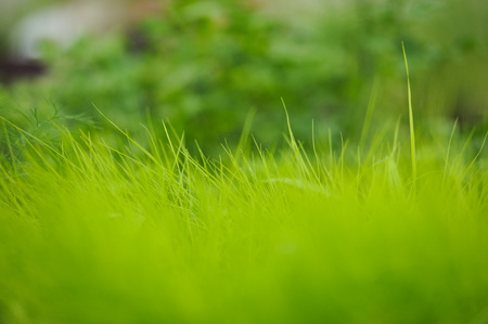 Fresh green pampas grass shoots. Cortaderia silver.の写真素材