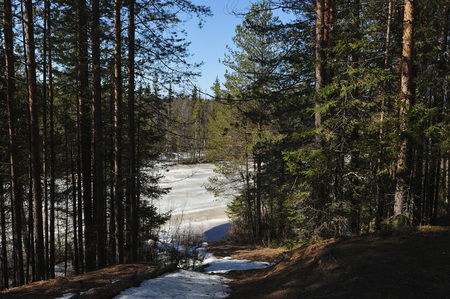 Spring in the coniferous forest. View to the forest lake.の写真素材