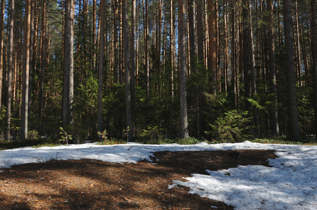 Spring in the coniferous forest with thawed trees around the trunks of trees, remnants of snow and looking out of the thawed space blueberries and cranberries.の写真素材