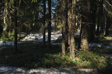 Spring in the coniferous forest with thawed trees around the trunks of trees, remnants of snow and looking out of the thawed space blueberries and cranberries.の写真素材