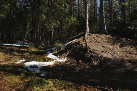 Melt water coming down from the hill down to the forest lake.の写真素材