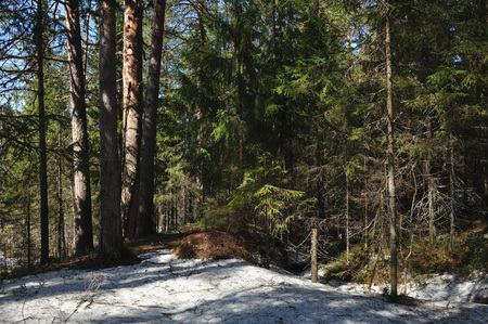 Spring in the coniferous forest with thawed trees around the trunks of trees, remnants of snow and looking out of the thawed space blueberries and cranberries.の写真素材