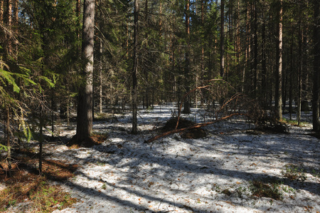 Spring in the coniferous forest. Broken under the weight of melted snow pine branchの写真素材