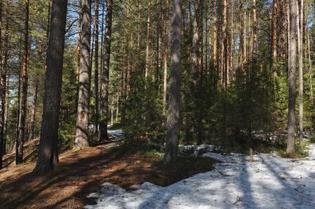 Spring in the coniferous forest with thawed trees around the trunks of trees, remnants of snow and looking out of the thawed space blueberries and cranberries.の写真素材