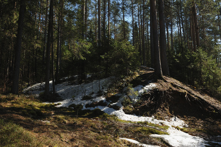 Spring in the coniferous forest with thawed trees around the trunks of trees, remnants of snow and looking out of the thawed space blueberries and cranberries.の写真素材
