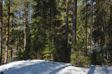 Spring in the coniferous forest with thawed trees around the trunks of trees, remnants of snow and looking out of the thawed space blueberries and cranberries.の写真素材