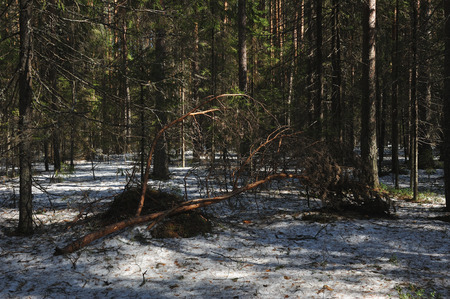 Spring in the coniferous forest. Broken under the weight of melted snow pine branchの写真素材