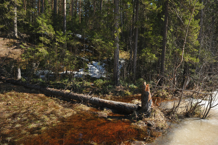 Broken tree on the shore of a forest lake with protruding upward from the ice melt water.の写真素材