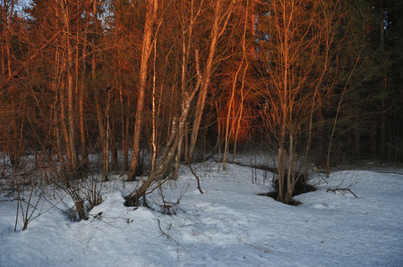 The red light of a frosty sunset in spring forestの写真素材