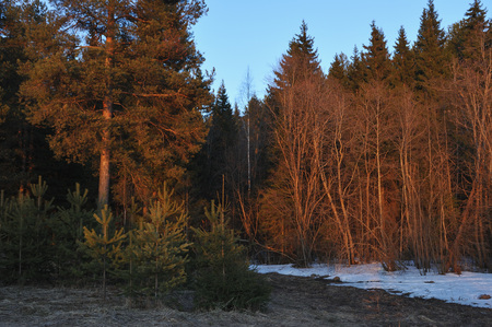 The red light of a frosty sunset in spring forestの写真素材