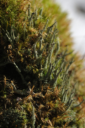 Macrophotography of mosses and lichens on stump in coniferous forest.の写真素材