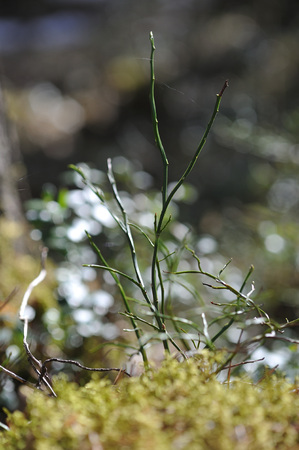 Macrophotography of mosses and lichens on stump in coniferous forest.の写真素材