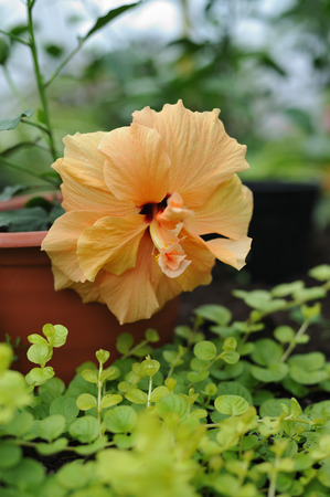 close up photography of the hibiscus blossom in the greenhouse.の写真素材