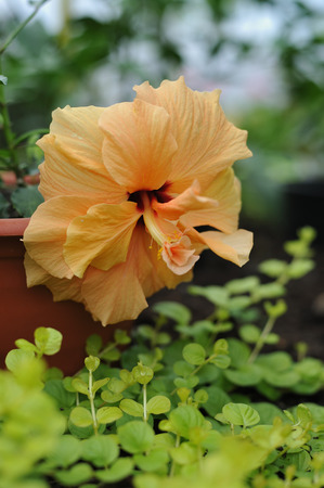 close up photography of the hibiscus blossom in the greenhouse.の写真素材