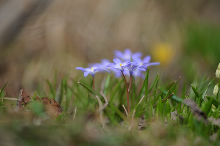 Scilla flowers close-up on a flower bed after the snow.