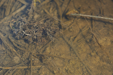 Dry field grass under running melt water, covered with ooze and slime.