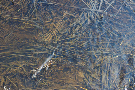 Dry field grass under running melt water, covered with ooze and slime.の写真素材