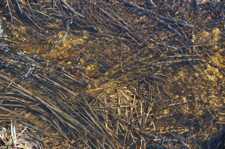 Dry field grass under running melt water, covered with ooze and slime.の写真素材