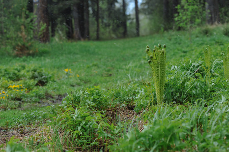 Young fern shoots on a snowy may day.の写真素材