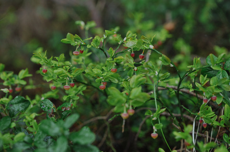 sprouts of blueberry bushes with flowers in the forest close up.の写真素材