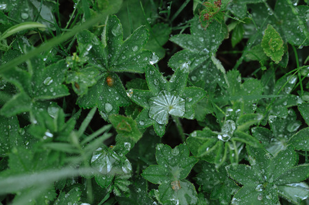 Green plants after rain with large drops of water on the leaves.の写真素材