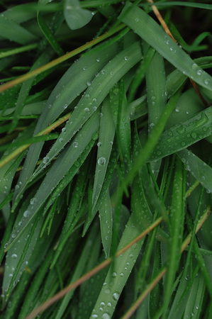 Green plants after rain with large drops of water on the leaves.の写真素材