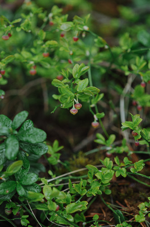 sprouts of blueberry bushes with flowers in the forest close up.の写真素材