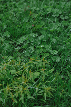 Green plants after rain with large drops of water on the leaves.の写真素材