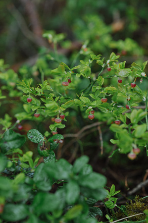 sprouts of blueberry bushes with flowers in the forest close up.の写真素材