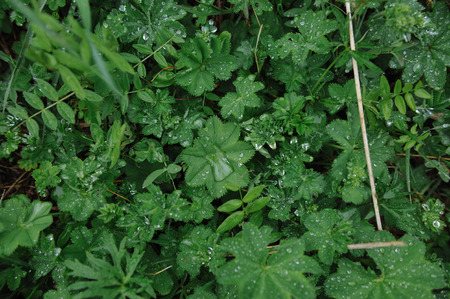 Green plants after rain with large drops of water on the leaves.の写真素材