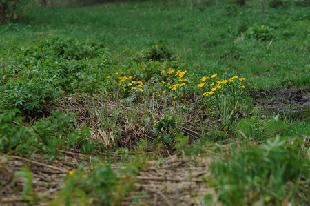 Globeflowers on the field during a snowfall.の写真素材