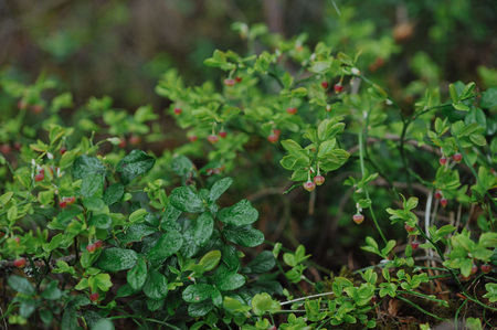 sprouts of blueberry bushes with flowers in the forest close up.の写真素材