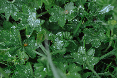 Green plants after rain with large drops of water on the leaves.の写真素材